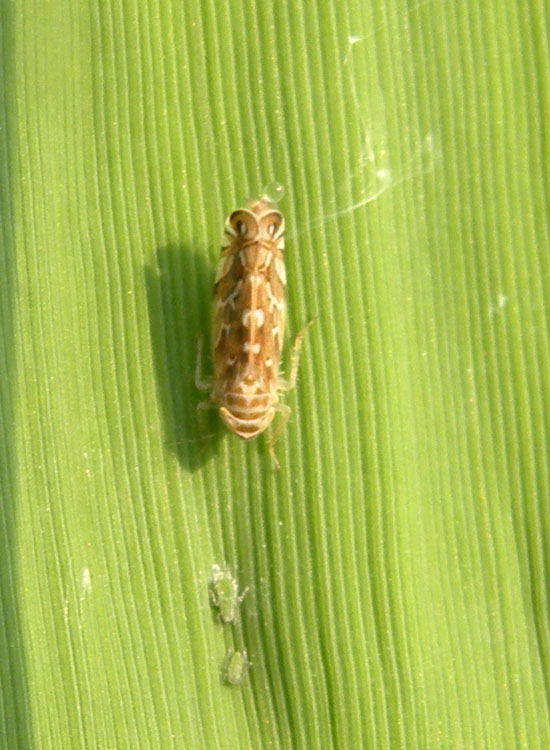 Cicadellidae ignoto...non pi: Paralimnus phragmitis, Emilia